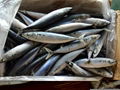 frozen pacific mackerel 