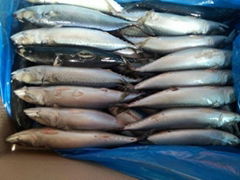 frozen pacific mackerel 