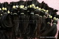 Human Hair Extension Unprocessed  1