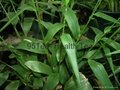 Organic Bamboo Leaf Tea 2