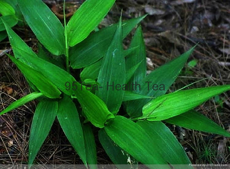 Organic Bamboo Leaf Tea 3