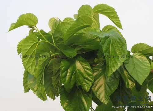 Organic Pollution-free Dried Mulberry Leaf Tea