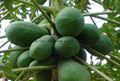 Pure Natural Green Papaya Powder 1