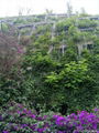 爬藤網邊坡綠化生態系統 5