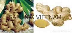 Vietnamese ginger from Sapimex Vietnam