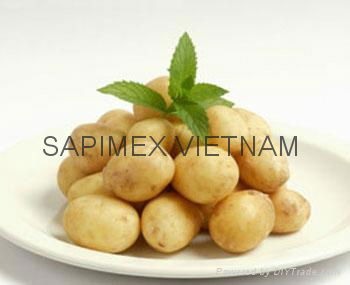 Vietnamese potato supplied by Sapimex Vietnam 2