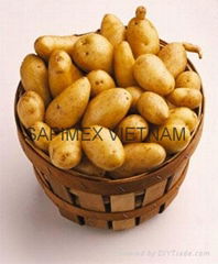 Vietnamese potato supplied by Sapimex Vietnam