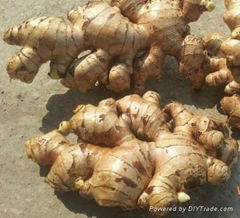 Vietnamese ginger- New crop 2014- Best price ever