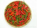 Vietnamese Chilli new crop and best price ever 1