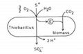 Sulphur Solubilizing Bacteria