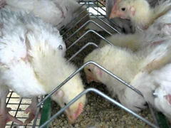 Probiotics for Poultry