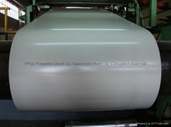 Prepainted Galvanized Sheet Coil