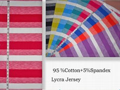 Cotton Lycra Jersey