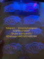 Ohio ID laminate hologram Oh overlay hologram 1