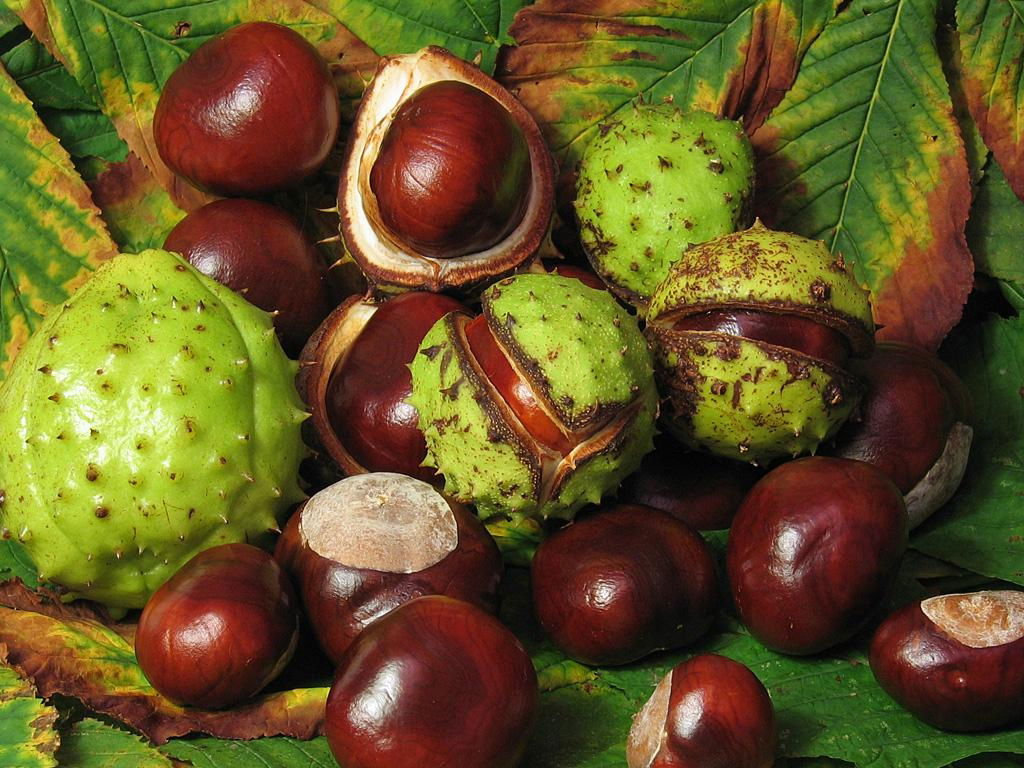 Horse chestnut extract 2