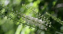 Black cohosh extract