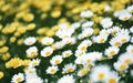 Feverfew extract