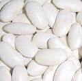 White kidney bean extract 1