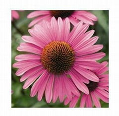 Echinacea extract