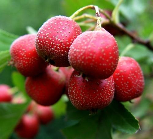 Hawthorn Fruit Extract 2
