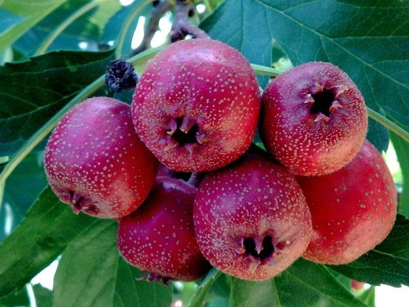 Hawthorn Fruit Extract 5