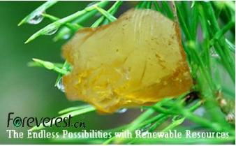 gum rosin 2