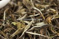 Spring Old Tree Imperial White Moon Light Jinggu Tea (Tested, EU STANDARD ) 1