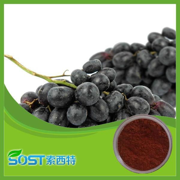 100%Natural grape seed extract proanthocyanidins 95%