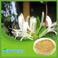 Honey Suckle Flowers Extract powder Chlorogenic acid 1