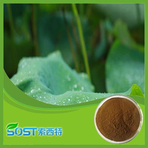 Factory Provide Best Price High Quality Lotus Leaf Extract