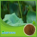 Factory Provide Best Price High Quality Lotus Leaf Extract 1