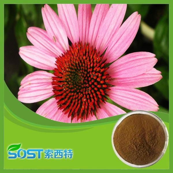 100%Natural And High Quality Echinacea Herb Extract