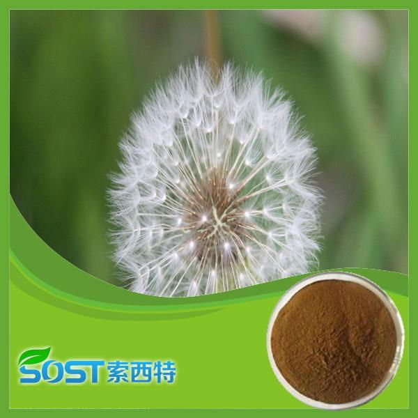 Hot Selling Herbal Medicine Dandelion Powder Extract