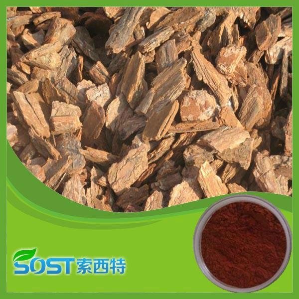 Pure naturtal pine bark extract powder