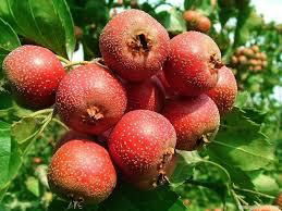 Hawthorn  Fruit Extract