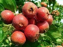 Hawthorn  Fruit Extract