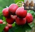 Hawthorn  Fruit Extract 3