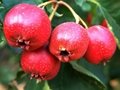 Hawthorn  Fruit Extract 4