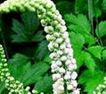 Black Cohosh Extract  1