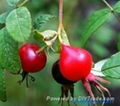 Rose Hip Extract 1