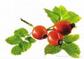 Rose Hip Extract 2