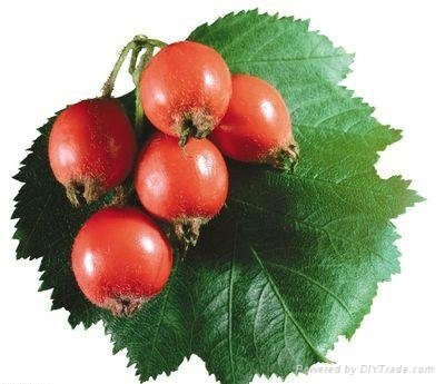 Rose Hip Extract 3