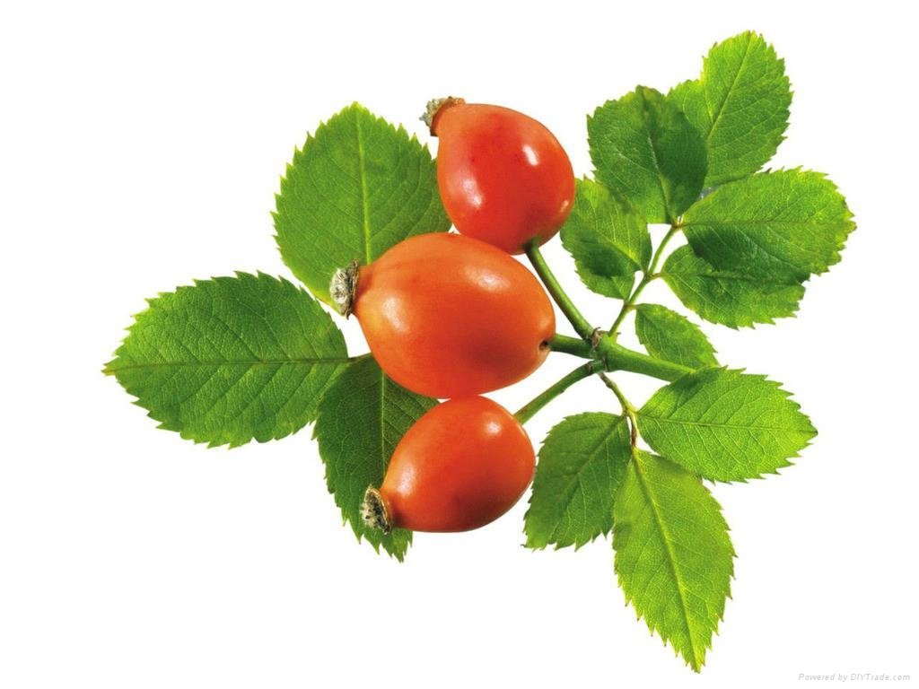 Rose Hip Extract 4