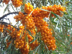 Sea Buckthorn Fruit Powder