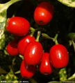 Wolfberry Extract