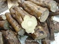 Kudzu Root Extract 1