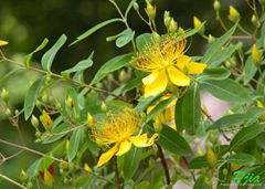 St. Johns Wort extract