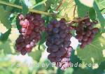 Grape Skin Extract