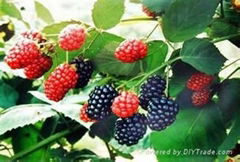 Chinese factory supply natural Mulberry