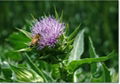 ISO factory supply natural Milk Thistle Extract 3